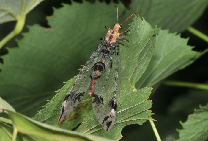 Dendroleon pantherinus  e Distoleon tetragrammicus